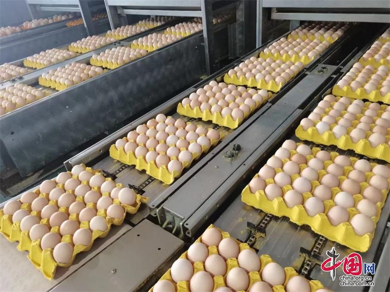 젠 젠 토토